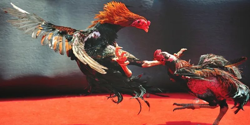 5699win c1 gà chọi