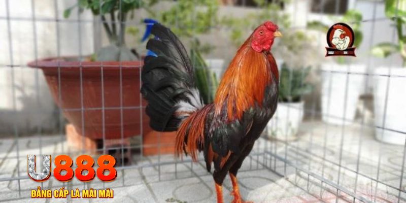 5699win game máy bay nổ hũ