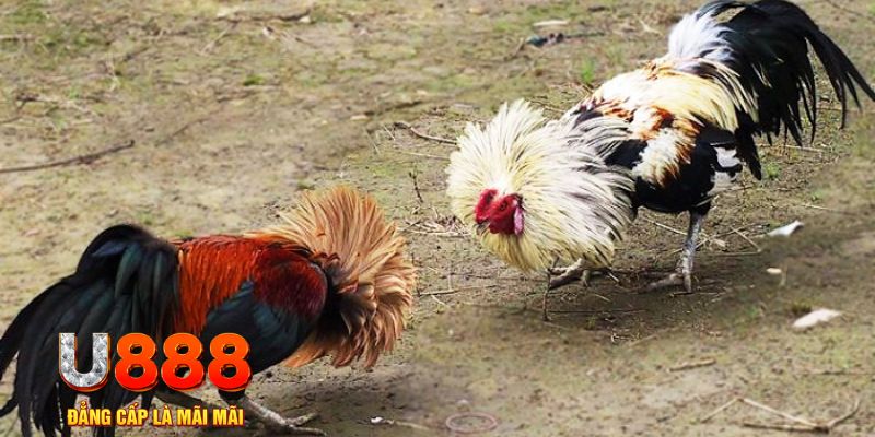 5699win game nổ hũ là gì