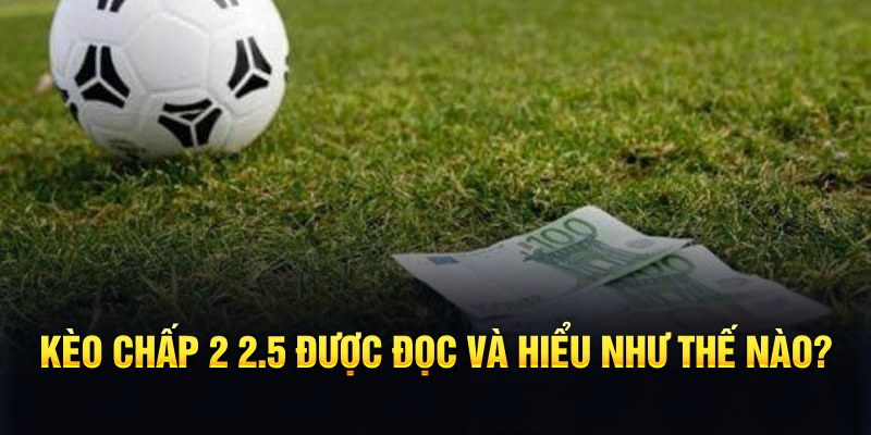 5699win đá gà thomo